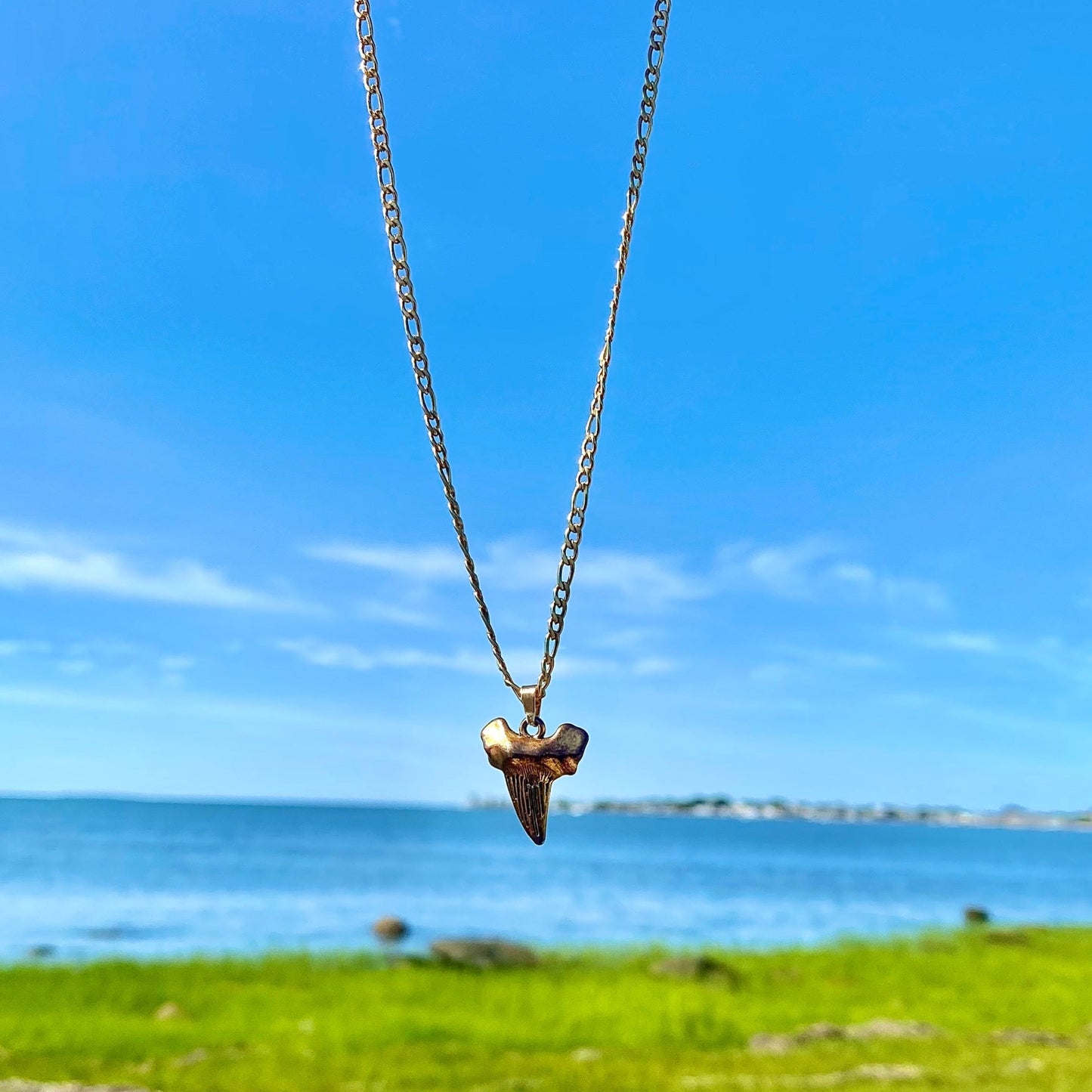 Megalodon Necklace