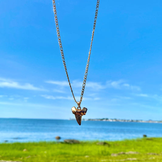 Megalodon Necklace