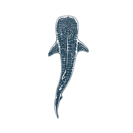 Whale Shark Sticker