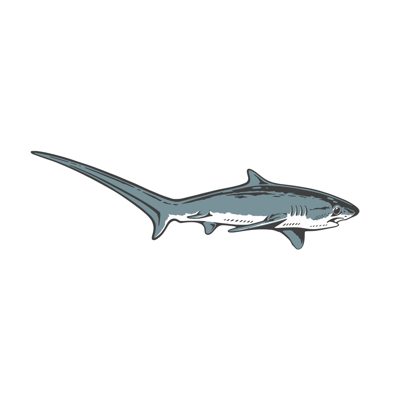 Thresher Shark Sticker
