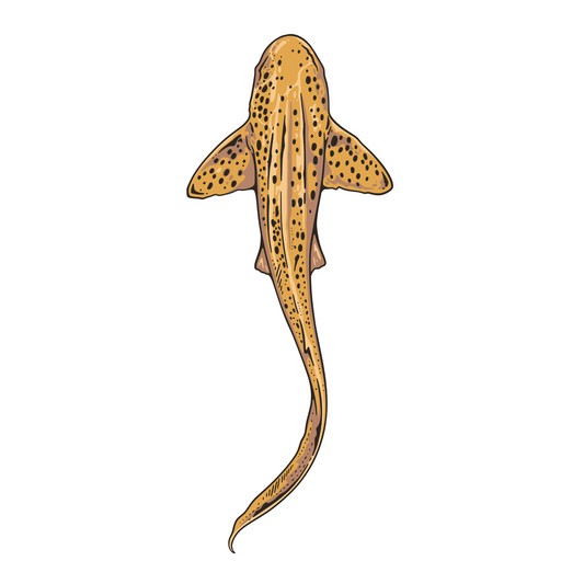 Zebra Shark Sticker