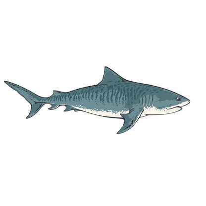 Tiger Shark Sticker